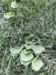 Plantago major