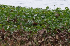 Actophilornis africanus