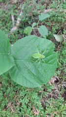 Gymnocerca cycloprista