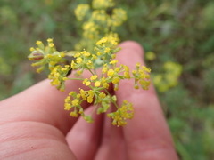 Bupleurum falcatum