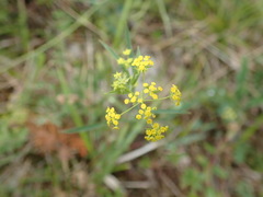 Bupleurum falcatum