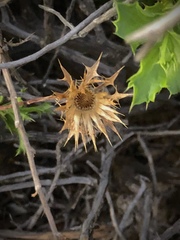 Berkheya spinosa
