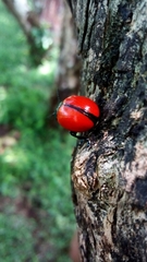 Labidomera suturella