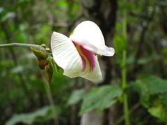 Centrosema macrocarpum