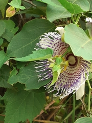 Passiflora actinia