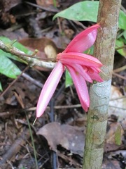 Passiflora glandulosa