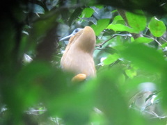 Perissocephalus tricolor