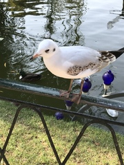 Chroicocephalus ridibundus