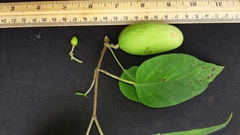 Marsdenia astephanoides