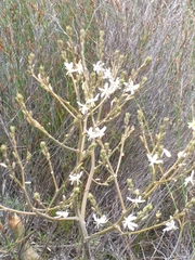 Trachyandra muricata