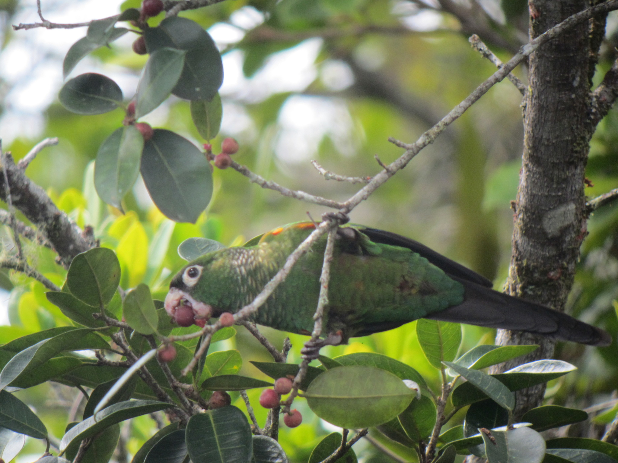 Fiery-shouldered Parakeet illustration