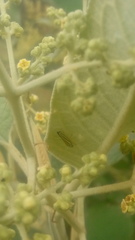 Graphocephala flavovittata