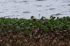 Actophilornis africanus