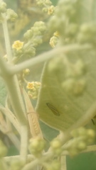 Graphocephala flavovittata