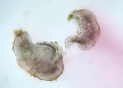 Bryoplaca sinapisperma