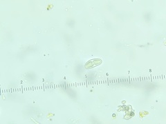 Bryoplaca sinapisperma