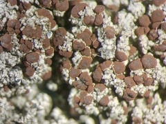 Bryoplaca sinapisperma