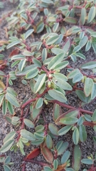 Euphorbia incerta