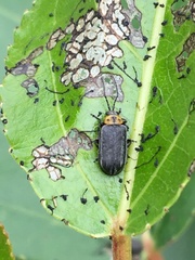 Tricholochmaea punctipennis