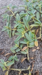Euphorbia incerta