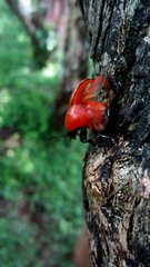 Labidomera suturella