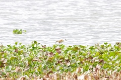 Actophilornis africanus