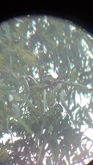 Psaltriparus minimus