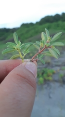 Euphorbia incerta