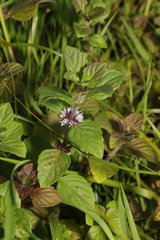 Mentha × gracilis
