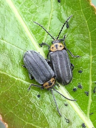 Tricholochmaea punctipennis (Mannerheim, 1843)