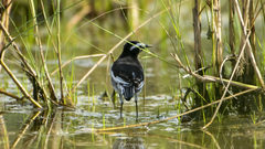 Motacilla maderaspatensis