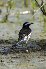 Motacilla maderaspatensis