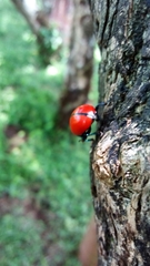 Labidomera suturella