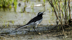 Motacilla maderaspatensis