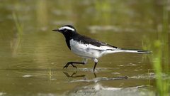 Motacilla maderaspatensis