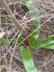 Trachyandra muricata