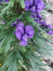Aconitum tauricum