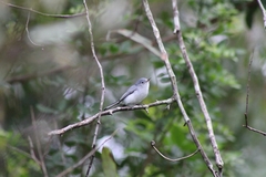 Polioptila caerulea image
