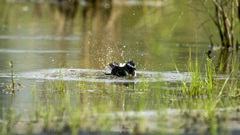 Motacilla maderaspatensis