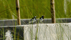 Motacilla maderaspatensis