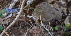 Delphinium decorum decorum
