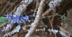 Delphinium decorum decorum