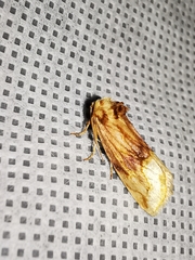 Angulostiria chryseochilus