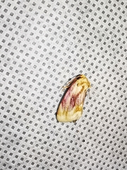 Chamaeclea basiochrea