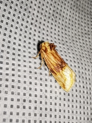 Angulostiria chryseochilus