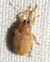 Lignyodes helvolus