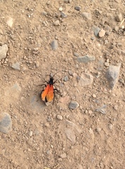Calopompilus pyrrhomelas