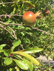Punica granatum