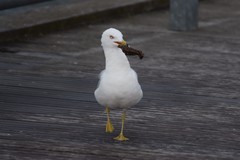 Larus delawarensis