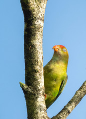 Loriculus beryllinus